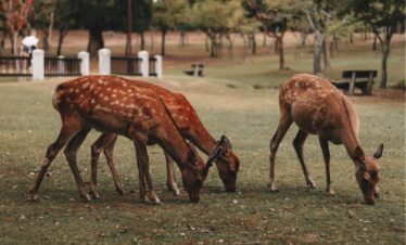 Cervi al parco di Nara