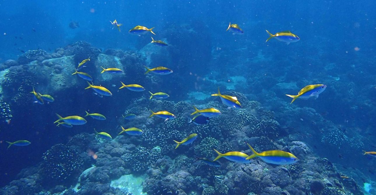 Quando Andare alle Seychelles: La Guida Definitiva