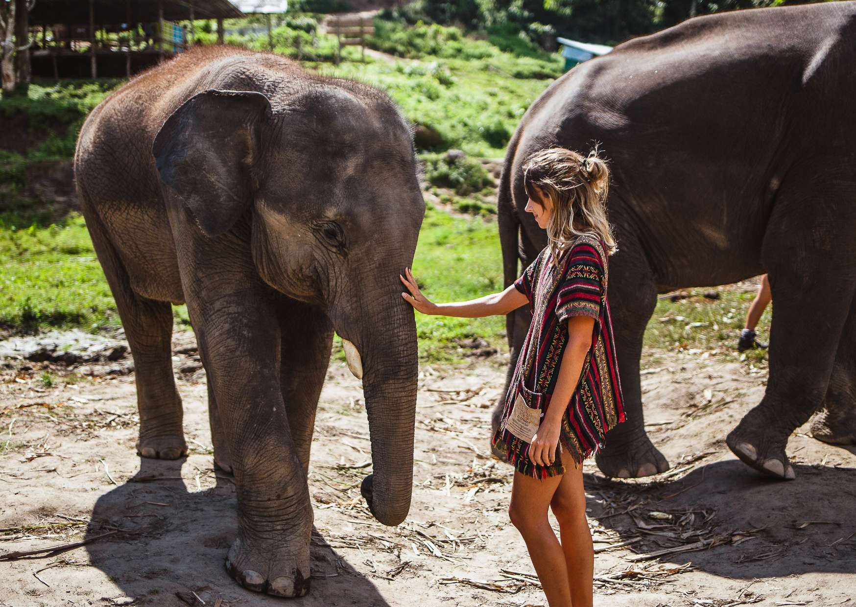 elefanti thailandia