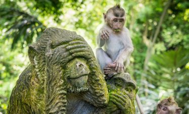 Foresta delle scimmie a Ubud