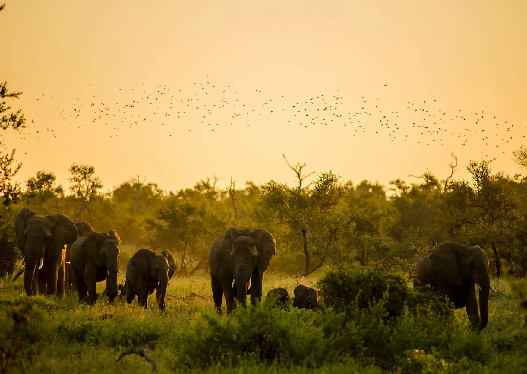 Sudafrica: Tra Città e Savana