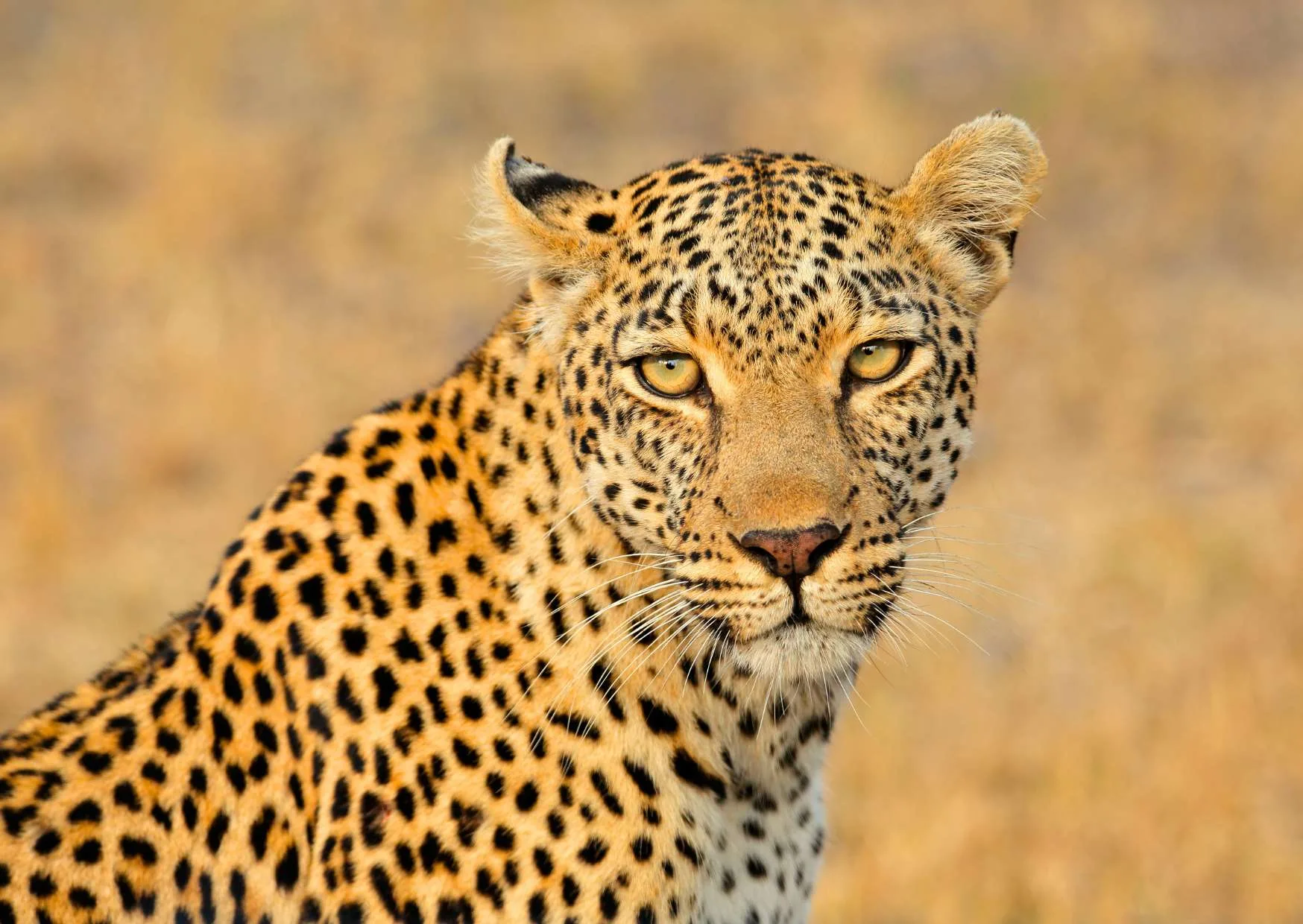 Sudafrica: Self drive alla ricerca dei Big Five