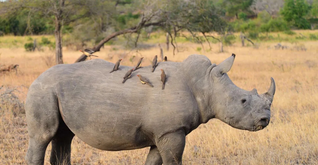 Quando andare in Sudafrica: i 3 migliori periodi per visitarlo
