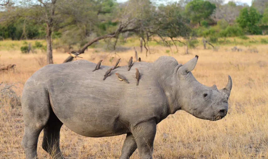 Quando andare in Sudafrica: i 3 migliori periodi per visitarlo