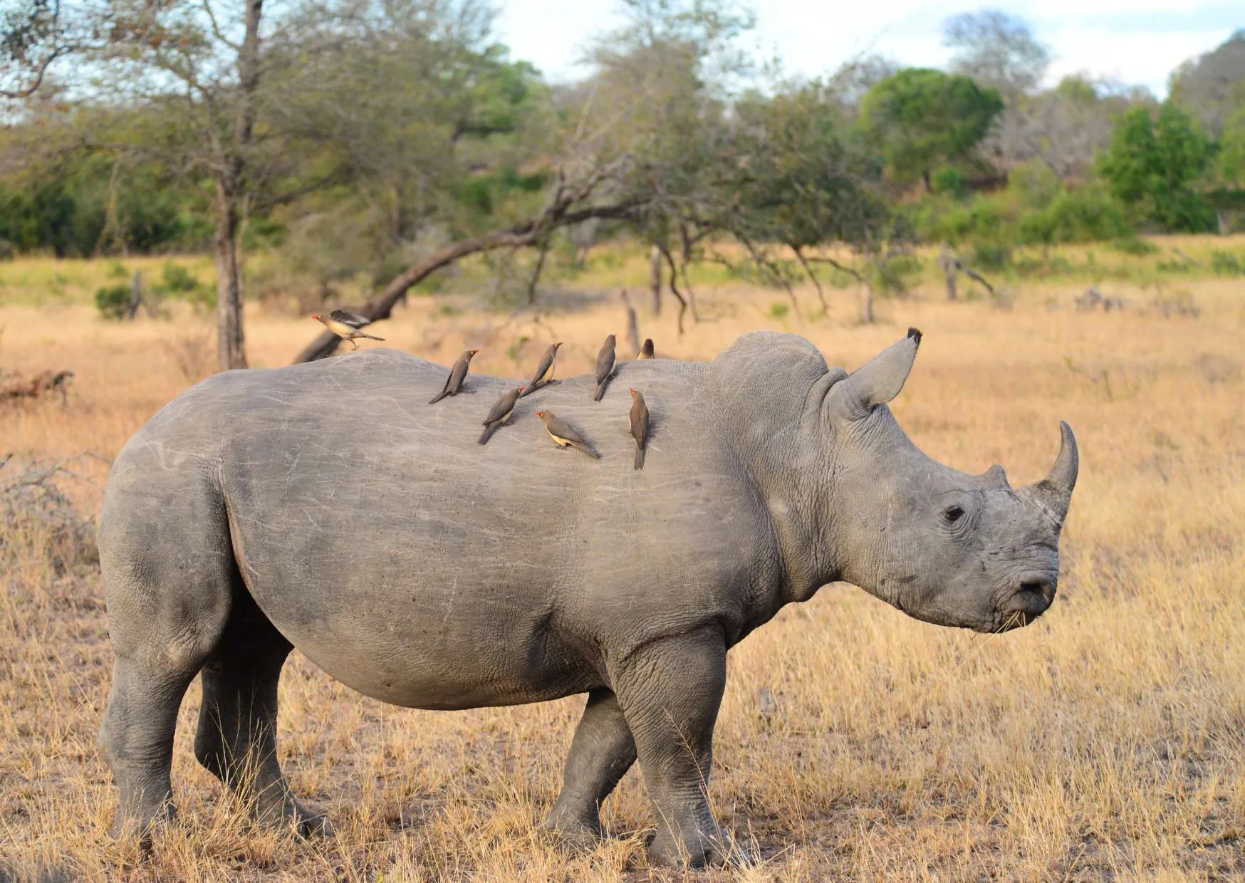 Rinoceronte del Sudafrica con uccelli sulla schiena