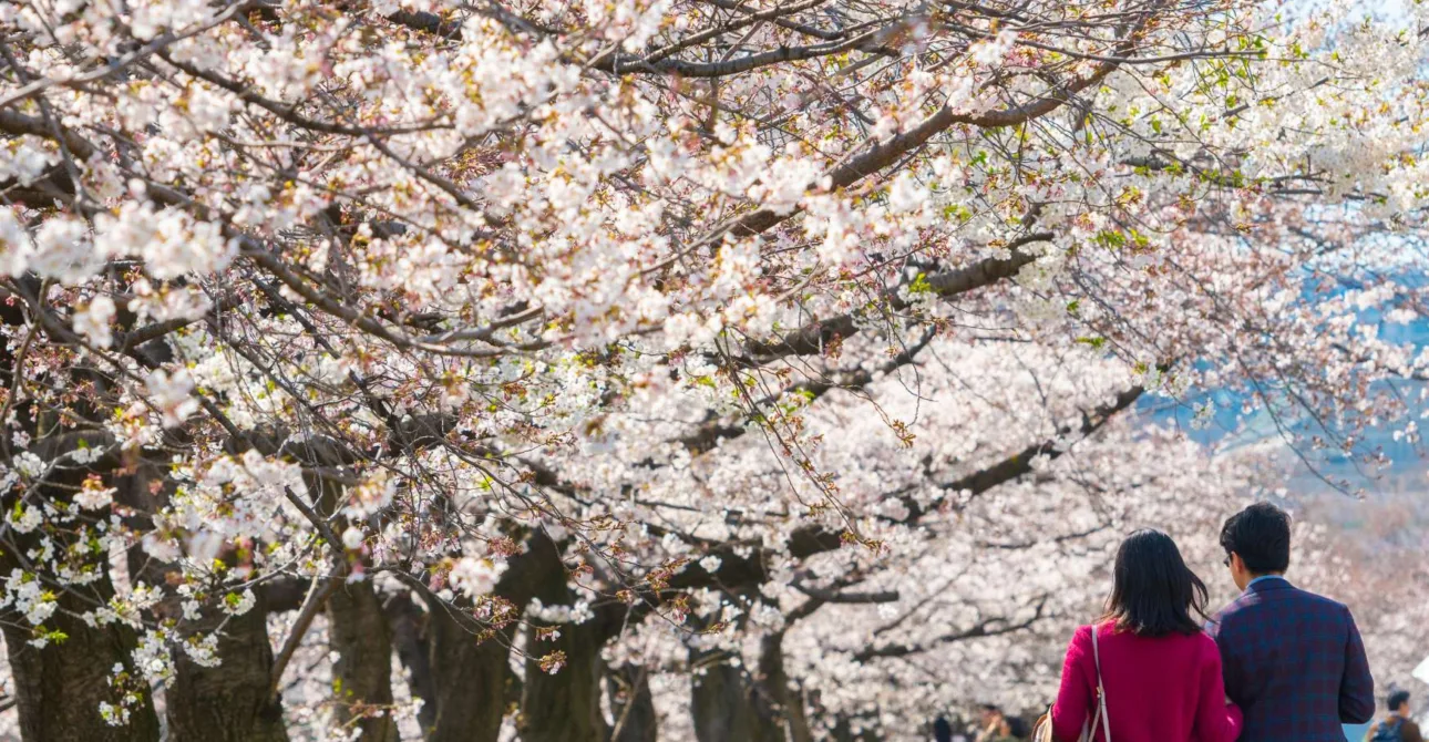 Hanami in Giappone: Guida al Miglior Sakura