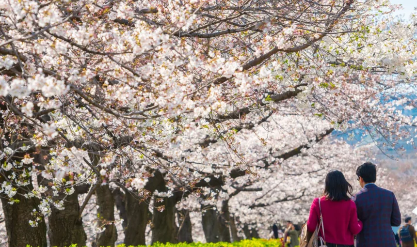 Hanami in Giappone: Guida al Miglior Sakura