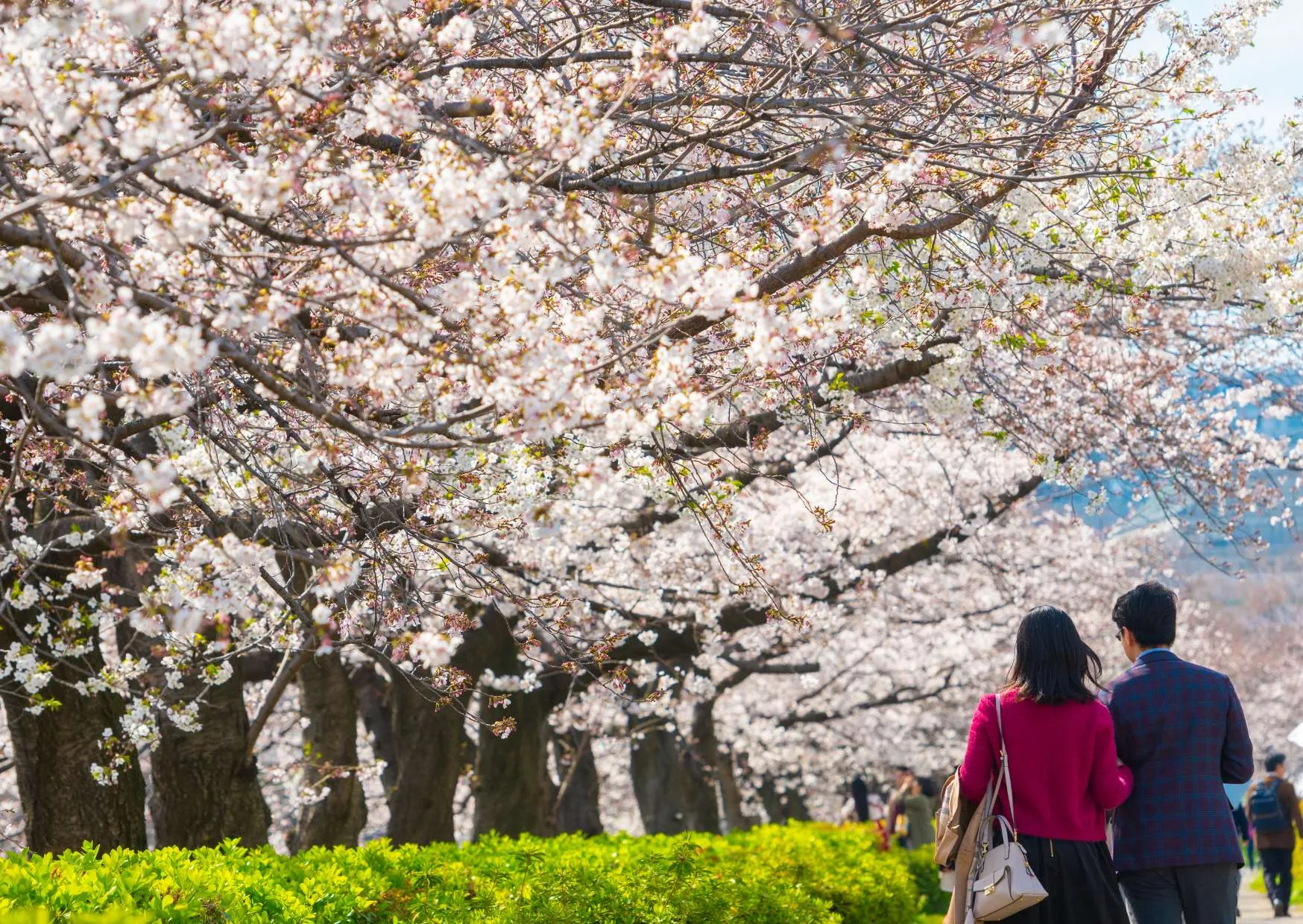 Fioritura dei ciliegi durante l'Hanami in Giappone