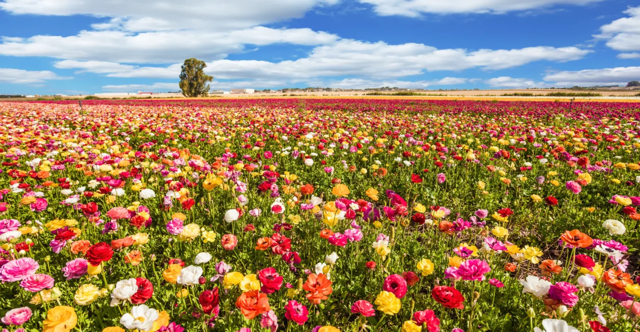 Dove partire in primavera: Le Migliori Destinazioni per il 2026