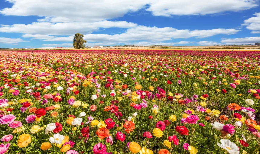 Dove partire in primavera: Le Migliori Destinazioni per il 2026