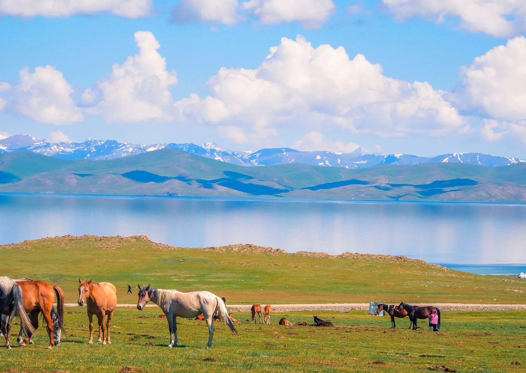 Cavalli di fronte a un paesaggio in Kirghizistan