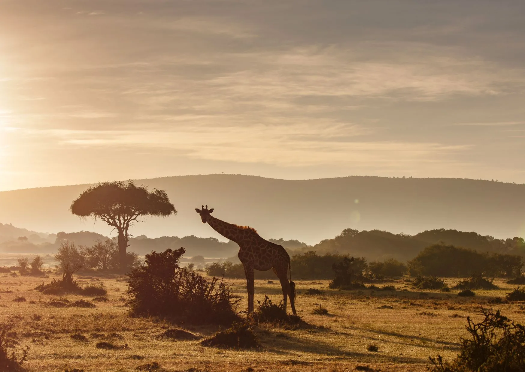 Kenya: Safari tra Savana e Montagne