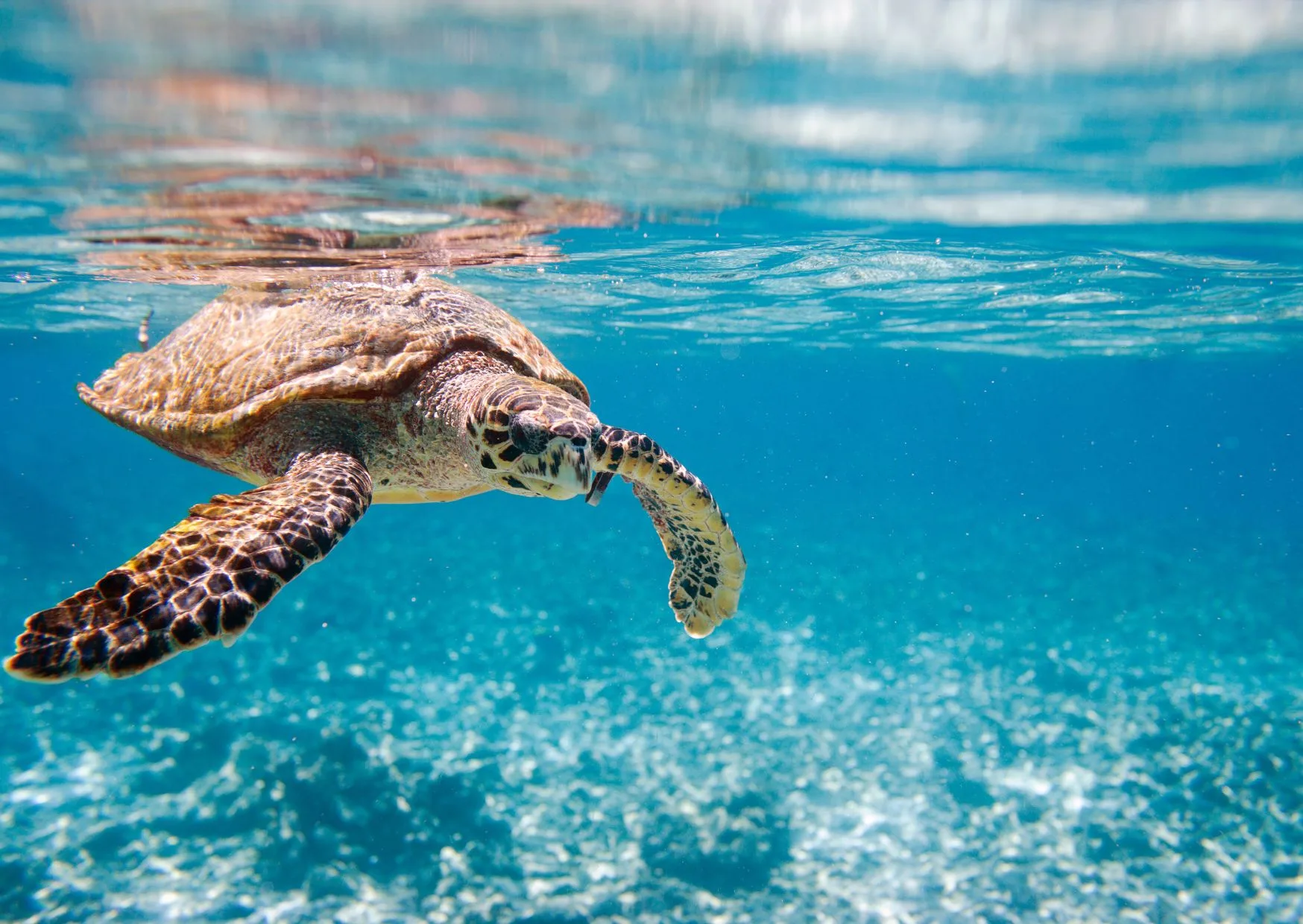 tartaruga che nuota nel mare delle Gili vicino a Bali