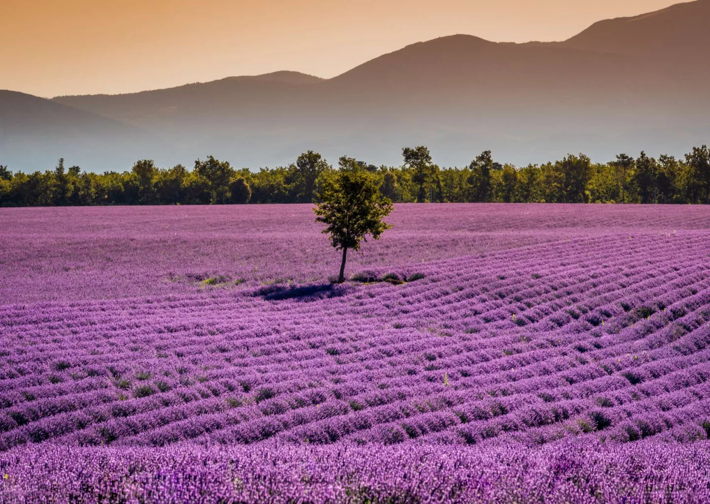 Campo di lavanda in Francia