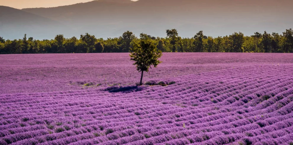 Campo di lavanda in Francia